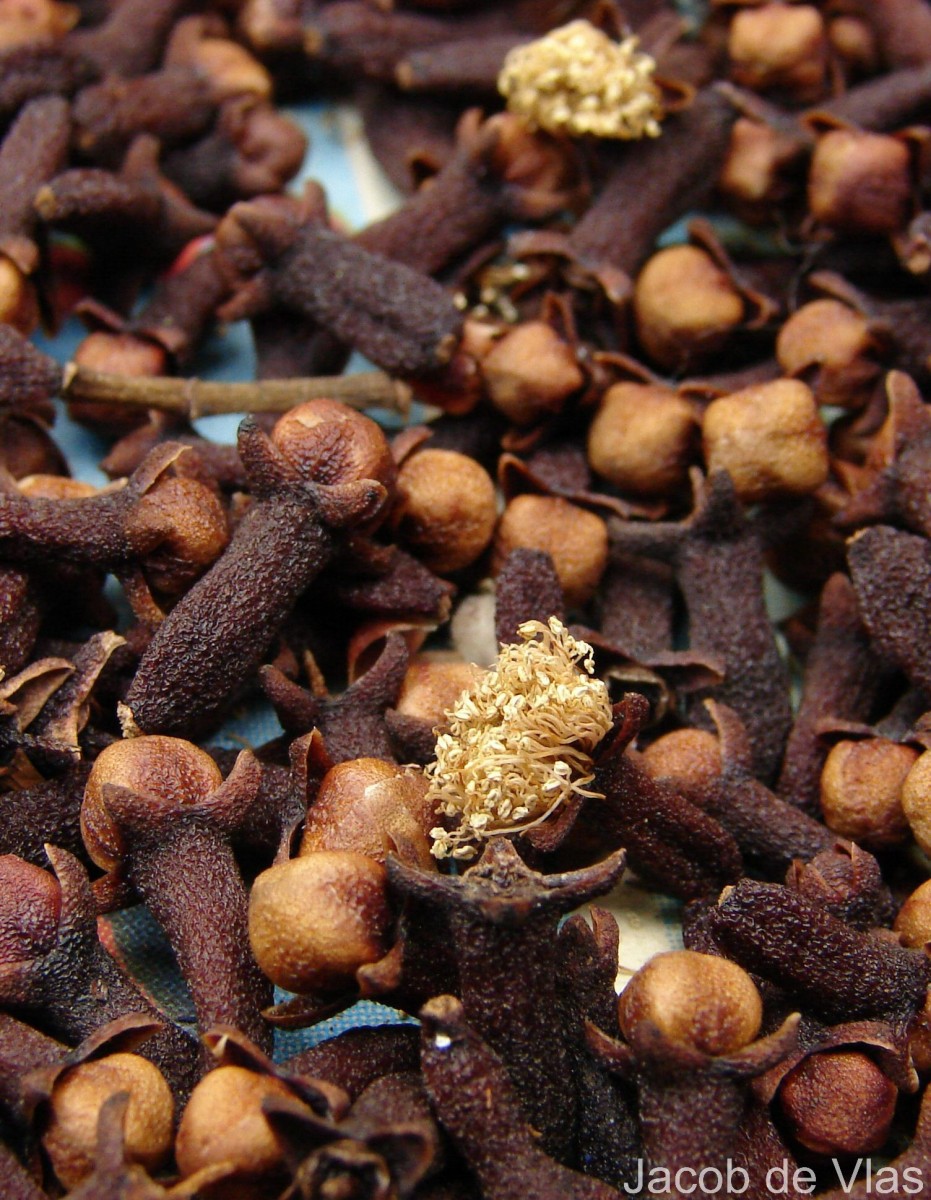 Syzygium aromaticum (L.) Merr. & L.M.Perry